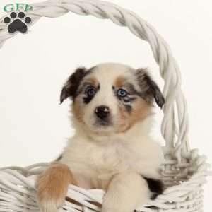 Gertie, Australian Shepherd Puppy